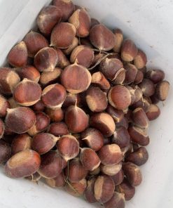 Premium nuts for sale